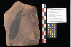 Foto (Objekt + Etikett) von Quercus palaeoilex Ettingshausen (NHMW-GEO-2024-0188-0890)